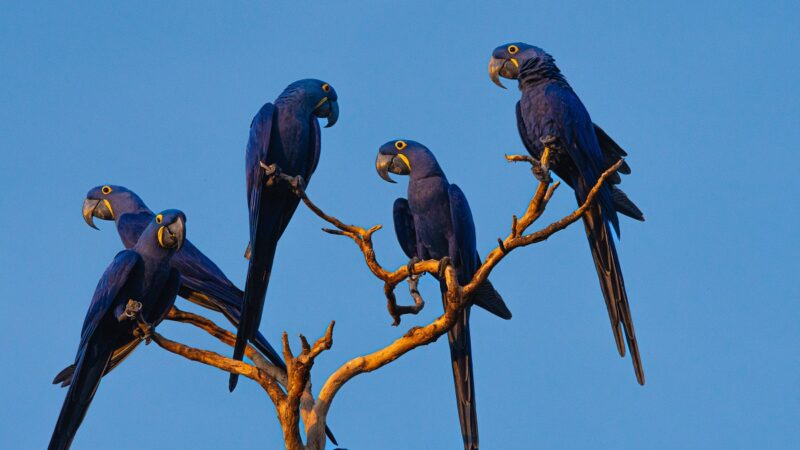 Arara-azul-grande: conheça mais sobre essa espécie icônica do Pantanal.