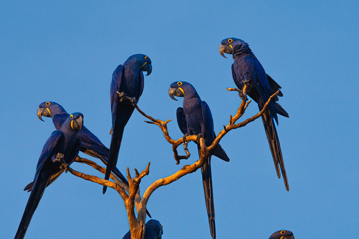 Arara-azul-grande: conheça mais sobre essa espécie icônica do Pantanal.