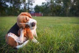 Mais da metade dos tutores esquecem de aplicar tratamento contra pulgas e carrapatos, aponta pesquisa global da MSD Saúde Animal.