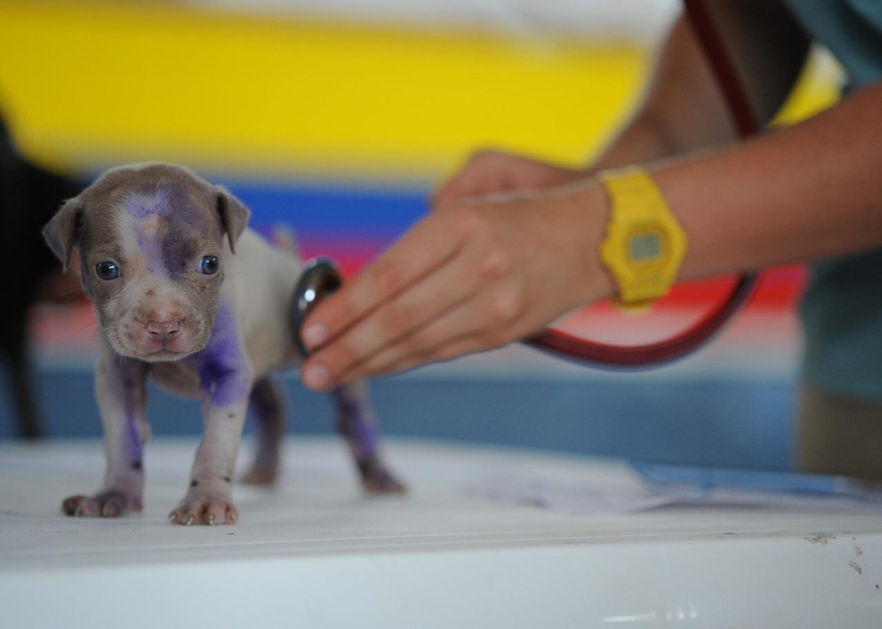 Sinais de alerta: como identificar problemas de saúde em cães e gatos?