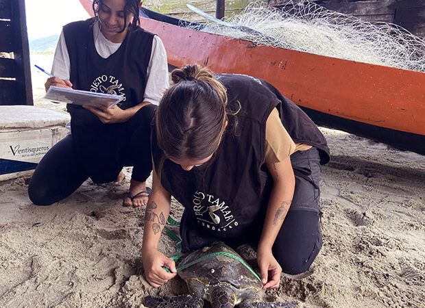 Programa de Capacitação em Pesquisa e Conservação de Tartarugas Marinhas.