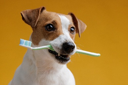 Falta de cuidado com a higiene bucal afeta mais de 80% dos pets e pode causar doenças no coração, rins e fígado, alerta veterinária.