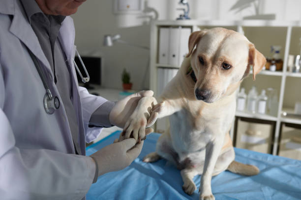 Diferenças entre o Clínico Geral Médico Veterinário e o Especialista Médico Veterinário.