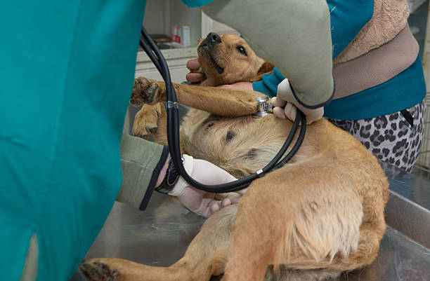 Triagem correta de urgência e emergência no atendimento médico-veterinário.
