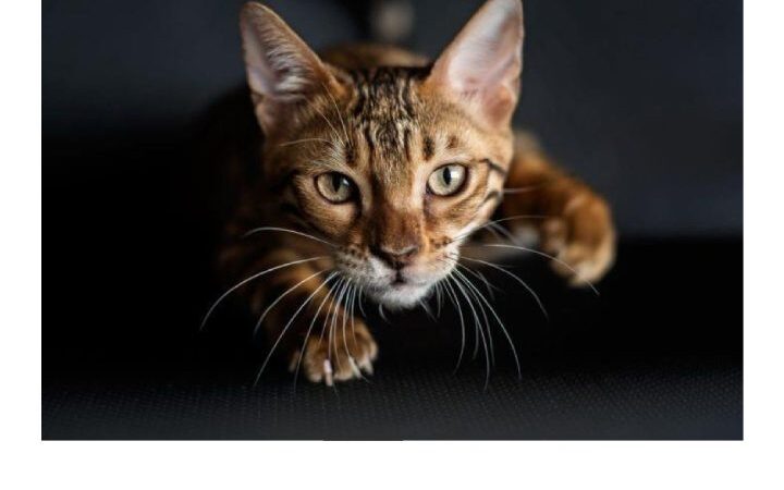 Panleucopenia felina: conheça os principais aspectos do parvovírus felino (FPV).