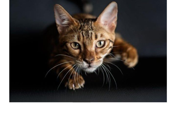 Panleucopenia felina: conheça os principais aspectos do parvovírus felino (FPV).
