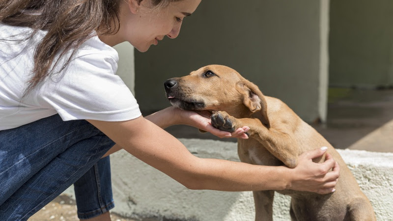 Quando o lar ganha um novo amigo: entenda quais cuidados tomar ao receber um cão em casa.