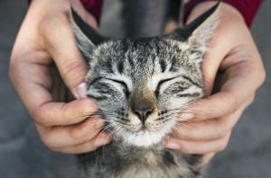 Estresse Felino: Como proteger o bem-estar dos gatos.