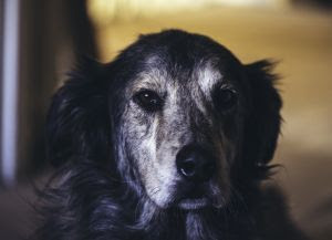 Como preservar a mobilidade em pets idosos?