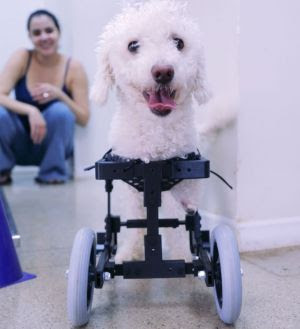 Cão sem patas dianteiras volta a andar com protótipo de cadeira de rodas inédito.