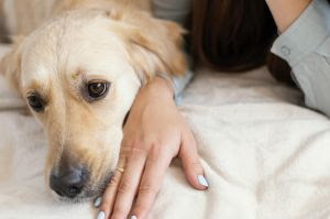 Verminoses silenciosas em cães e gatos: atenção aos sinais escondidos.