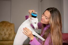 Saúde dos pets começa pela pele. Entenda por que as feridas precisam de atenção.