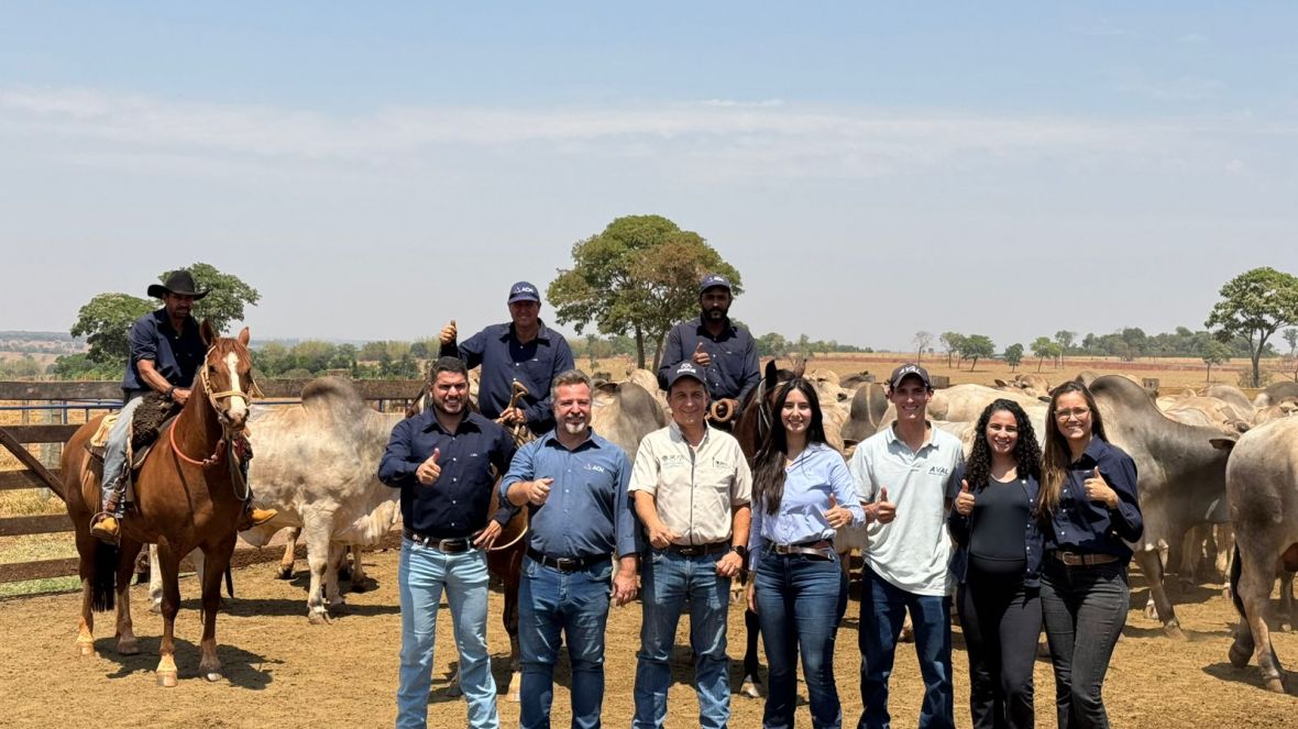 PMGZ Carne: abate de animais da ACN Agropecuária registra 25 arrobas aos 22 meses, superior à média dos frigoríficos.