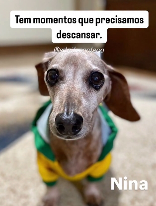 Muitos tutores relatam nos atendimentos de acolhimento ao luto não estarem preparados para ter outro animalzinho.