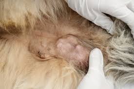 Outubro rosa: 5 mitos sobre câncer em pets.