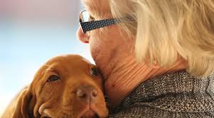 Adoção de Cães Para Idosos: Dicas Para Encontrar o Companheiro Perfeito.