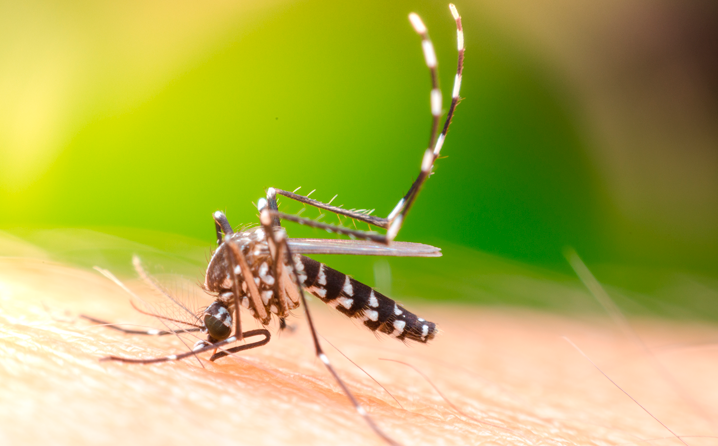 Pets podem ter Dengue?