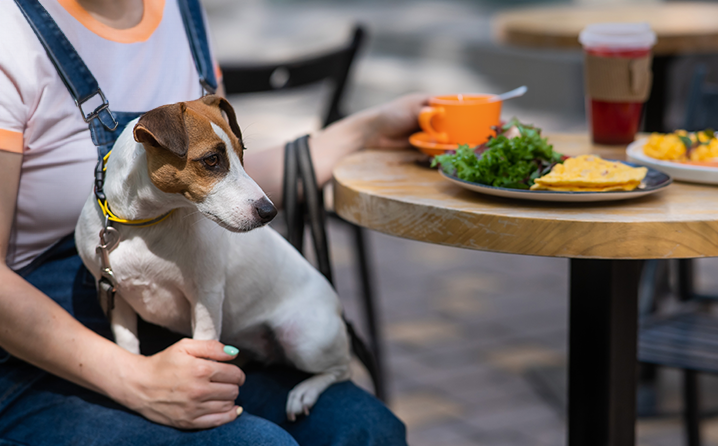 Como tornar seu estabelecimento Pet Friendly e receber mais clientes.