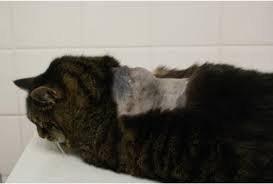 Entenda o que são os sarcomas em gatos e os seus riscos.