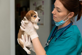 Temperatura elevada? Veterinária explica sinais, causas e quando o tutor deve procurar atendimento para os pets com febre.