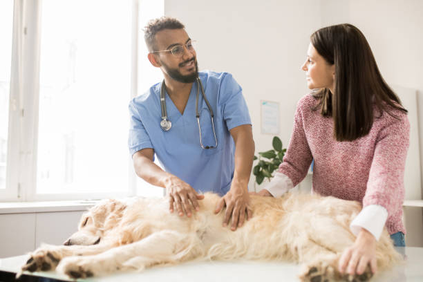 Cuidado, Empatia e Delicadeza do Médico Veterinário na Transmissão de Notícias Delicadas sobre o Estado de Saúde do Pet.