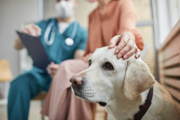 Monitoramento Após Aplicações de Drogas Injetáveis em Pets: Garantia de Segurança e Bem-Estar Animal.