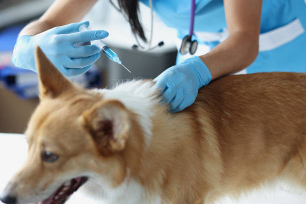 Riscos de Atrasos em Protocolos Vacinais em Pets.