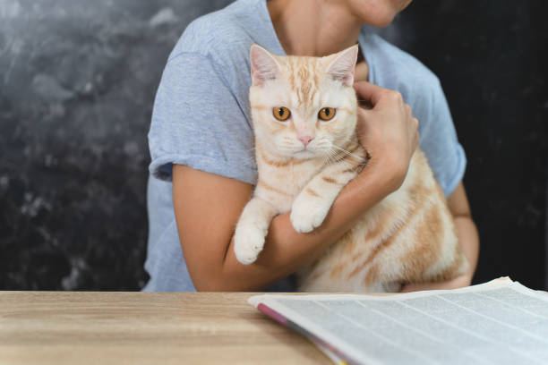 Gatos e bem-estar: a conexão felina que ajuda na saúde mental dos tutores.