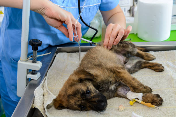 Vantagens e Desvantagens da Atuação do Médico Veterinário Plantonista.