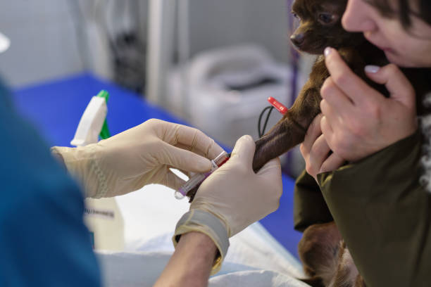Estresse na coleta de amostras de sangue em pets: causas, efeitos e boas práticas veterinárias.