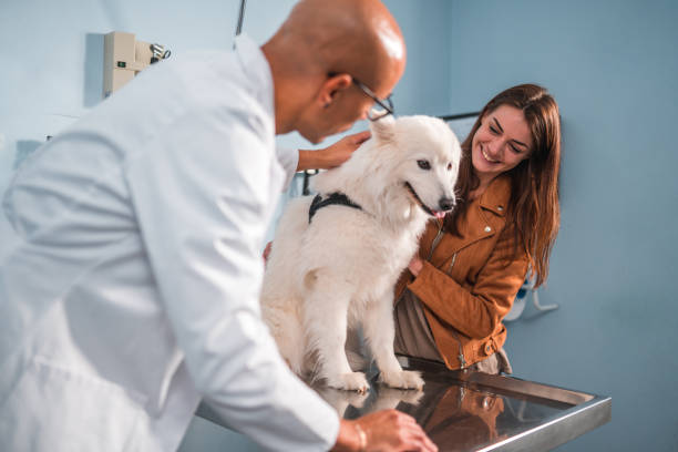 Sintonia entre tutores e médicos veterinários: pilar essencial para a evolução do tratamento dos pets.