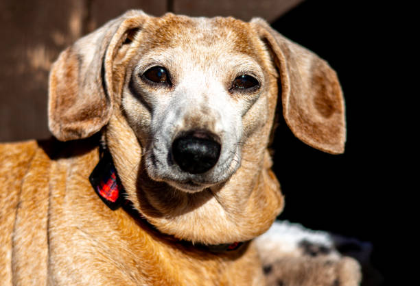 A importância das consultas clínicas de rotina em animais idosos.