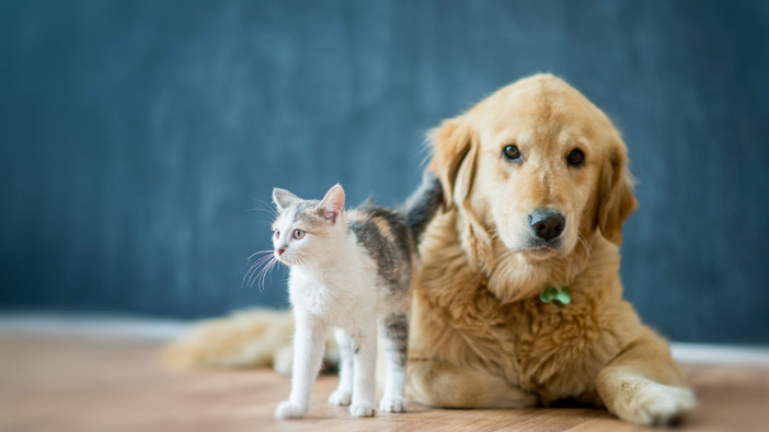 O crescimento dos pets nos lares brasileiros reforça a importância do seguro pet.