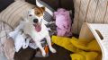 Como os cães enfrentam mudanças?