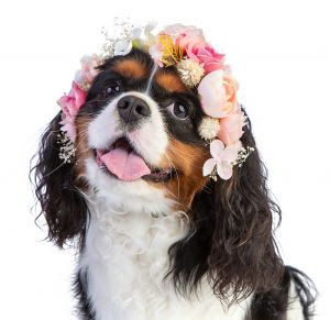 Primavera: Como adaptar a rotina dos pets?
