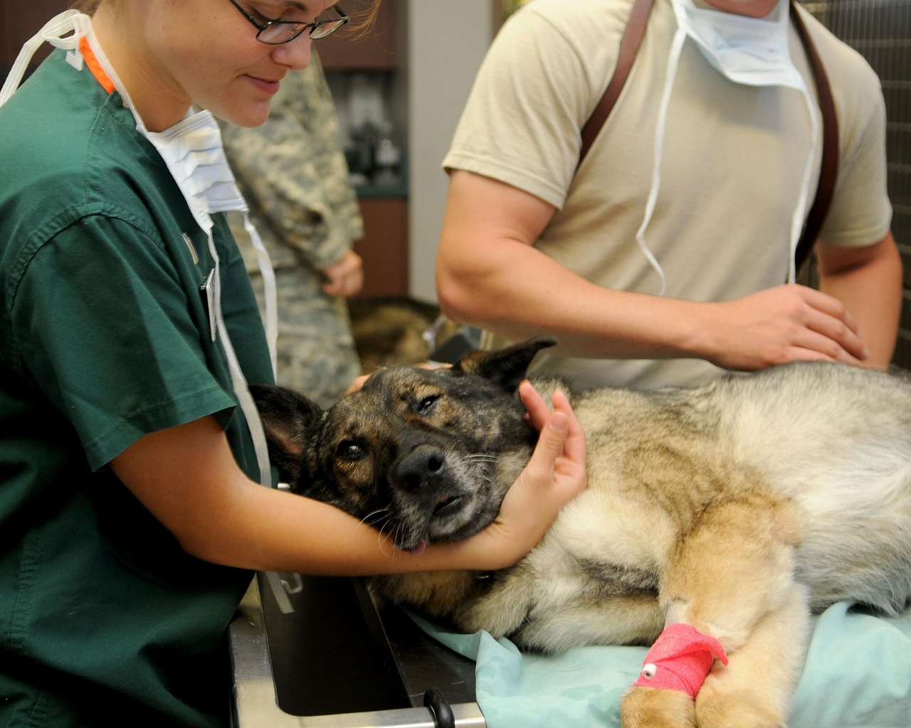 Procedimentos Eletivos e Urgências na Medicina Veterinária: Entendendo as Diferenças e a Importância de Cada um.