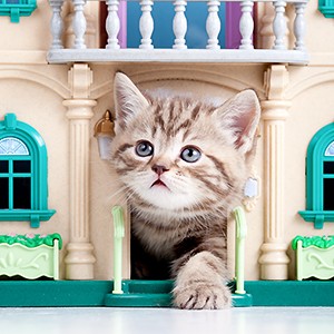 Filhotes de Gato.