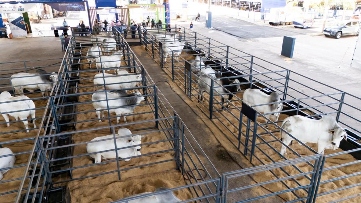 PNAT 2026: ABCZ disponibiliza lista de animais candidatos.