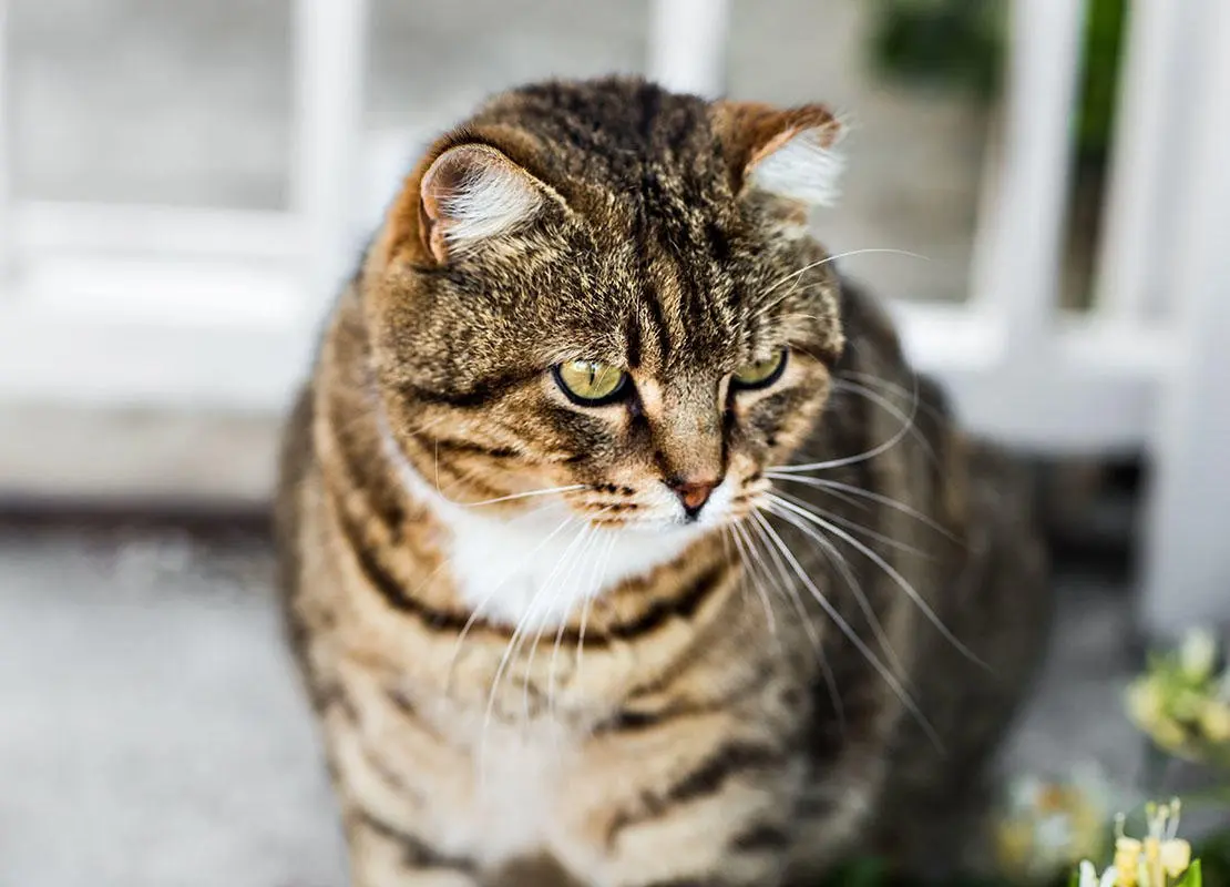 Cães e gatos obesos: como gerenciar e prevenir o ganho de peso em seu pet.
