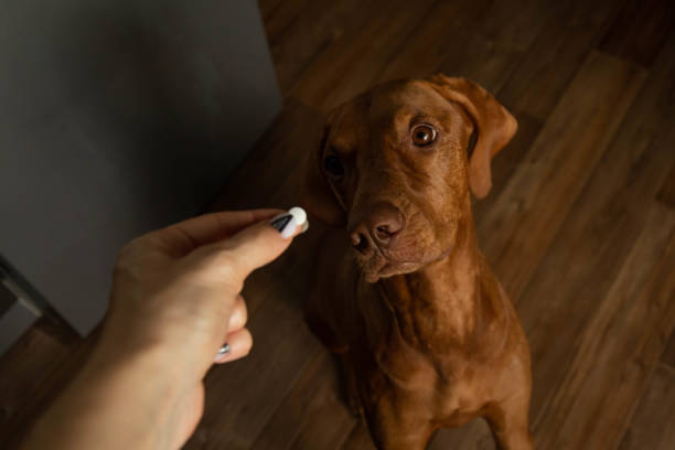 Automedicação em Pets: Um Risco Silencioso à Saúde Animal.
