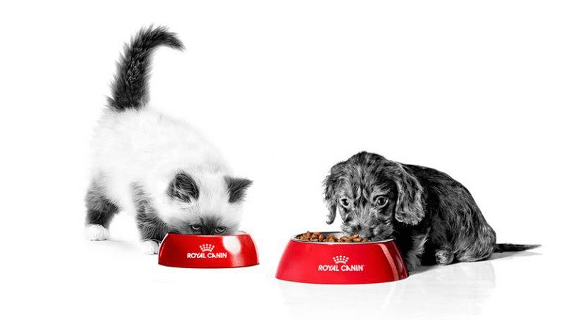 Nutrição sob medida: o segredo para o desenvolvimento saudável de gatos e cães.