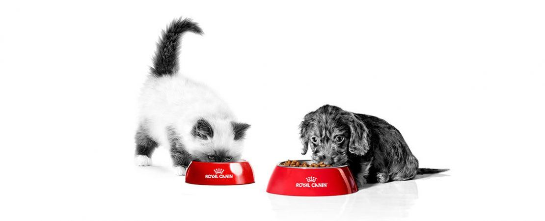 Nutrição sob medida: o segredo para o desenvolvimento saudável de gatos e cães.