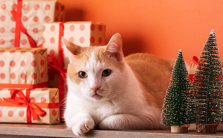 Principais desafios do Natal para os pets.
