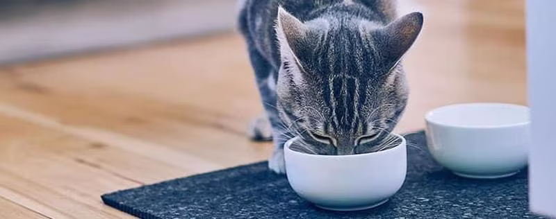 Gato com estômago irritado ou sensível: tratamentos e escolhas alimentares.