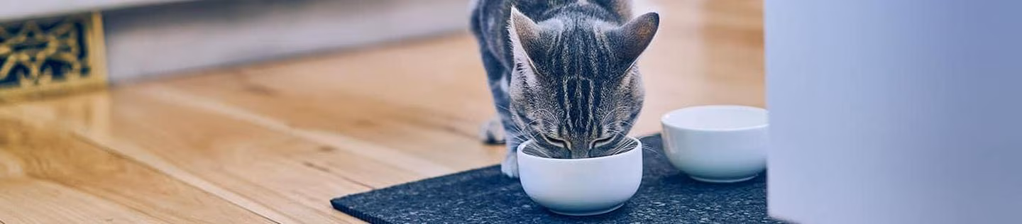 Gato com estômago irritado ou sensível: tratamentos e escolhas alimentares.