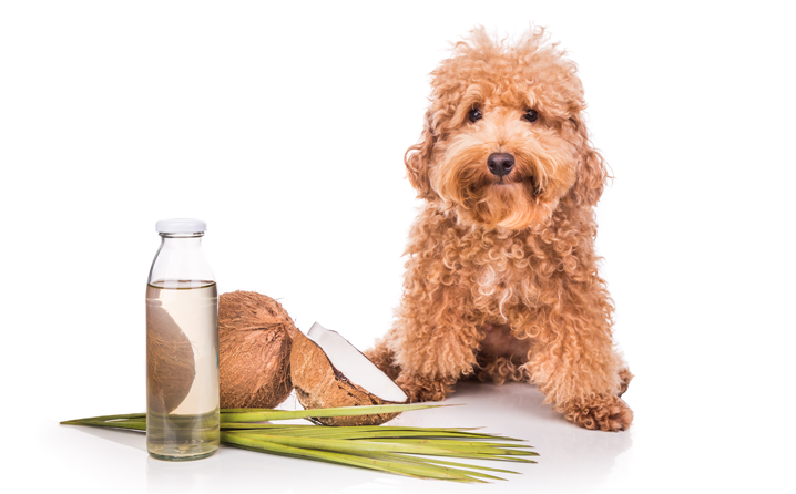 Coco e seus compostos funcionais: suporte nutricional e imunológico para cães.