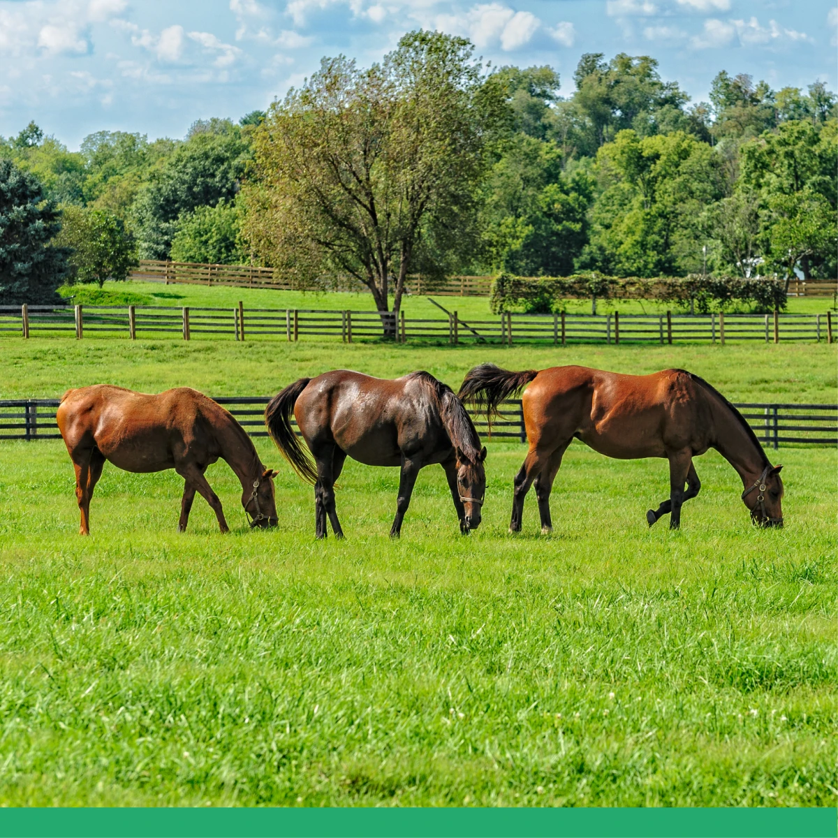 CONTROLE DE VERMINOSES EM EQUINOS.