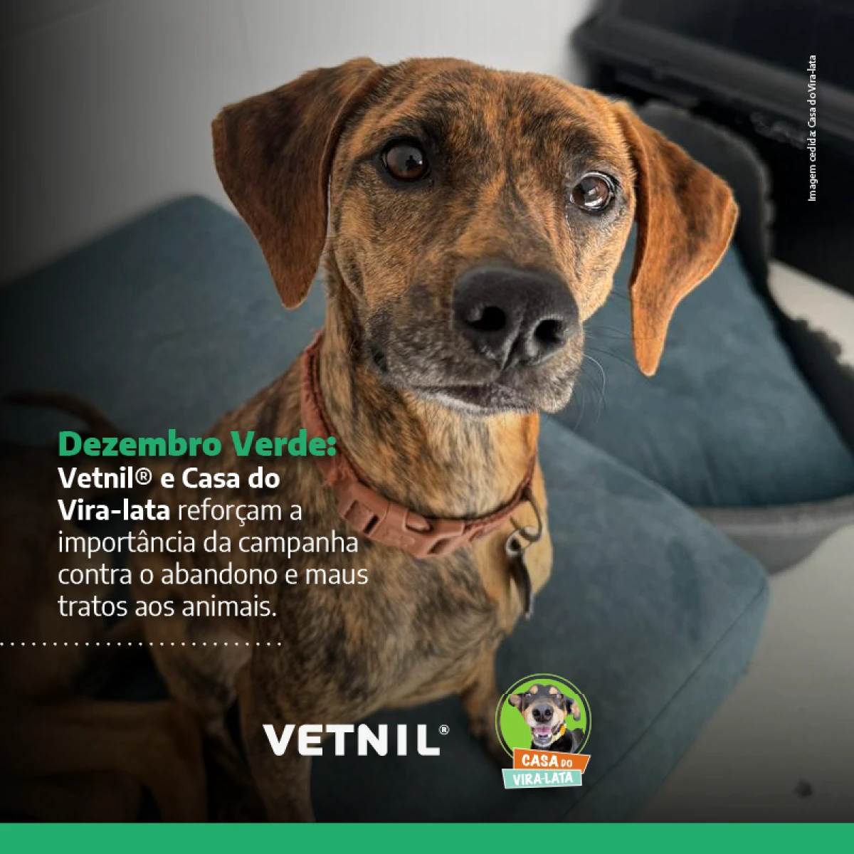 DEZEMBRO VERDE: VETNIL® E CASA DO VIRA-LATA REFORÇAM A LUTA CONTRA O ABANDONO E OS MAUS-TRATOS AOS ANIMAIS.