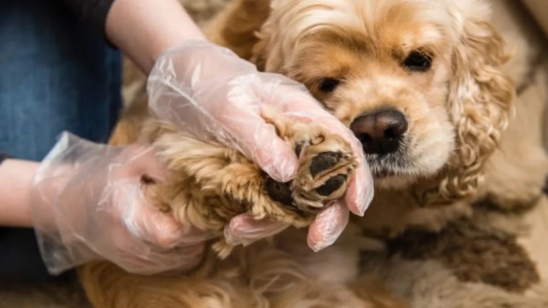 Muito além de carrapatos e pulgas comuns: o perigo do bicho-de-pé nas férias e como proteger seu cão.