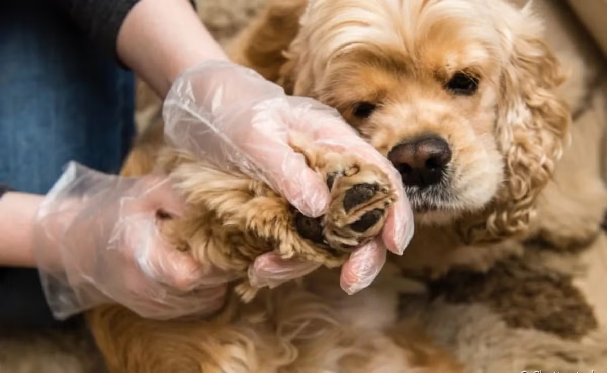 Muito além de carrapatos e pulgas comuns: o perigo do bicho-de-pé nas férias e como proteger seu cão.